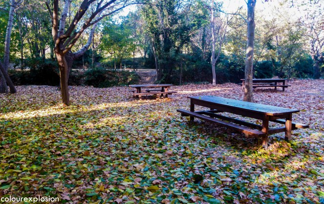 Merendar en el bosque