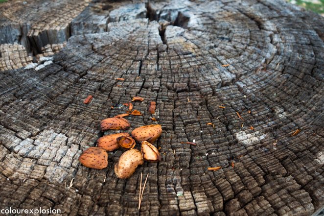 Que buen sitio para partir unas almendras, o para esta época, unas nueces de Nerpio ;)
